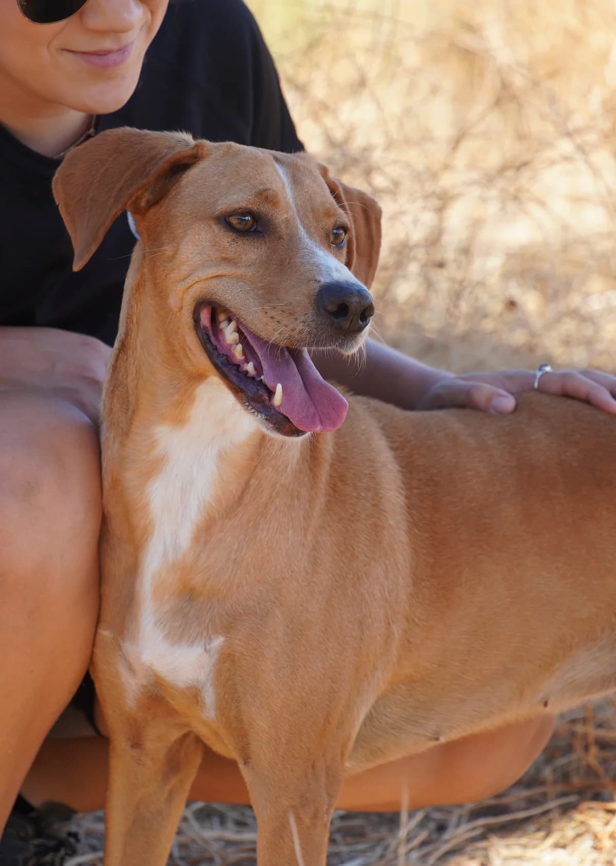 Canela2, Short female 4yo Mixed Breed for adoption at Triple A Marbella, Marbella