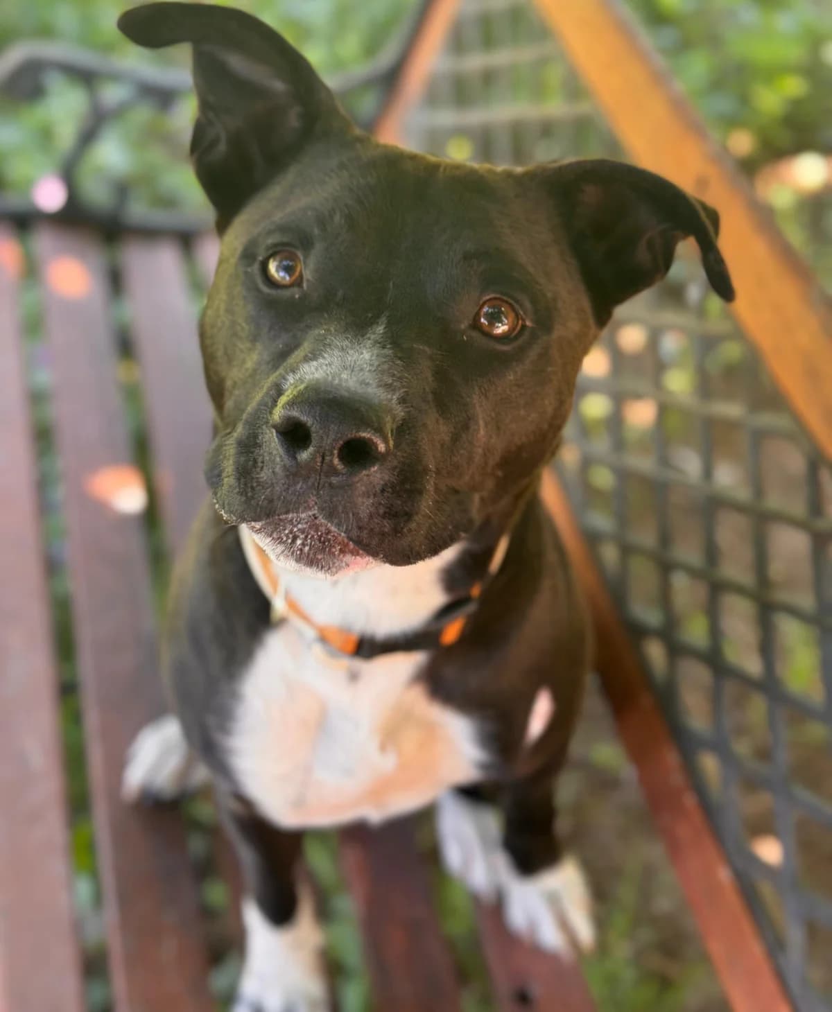 Kentucky, Short male 3yo Mixed Breed for adoption at Triple A Marbella, Marbella
