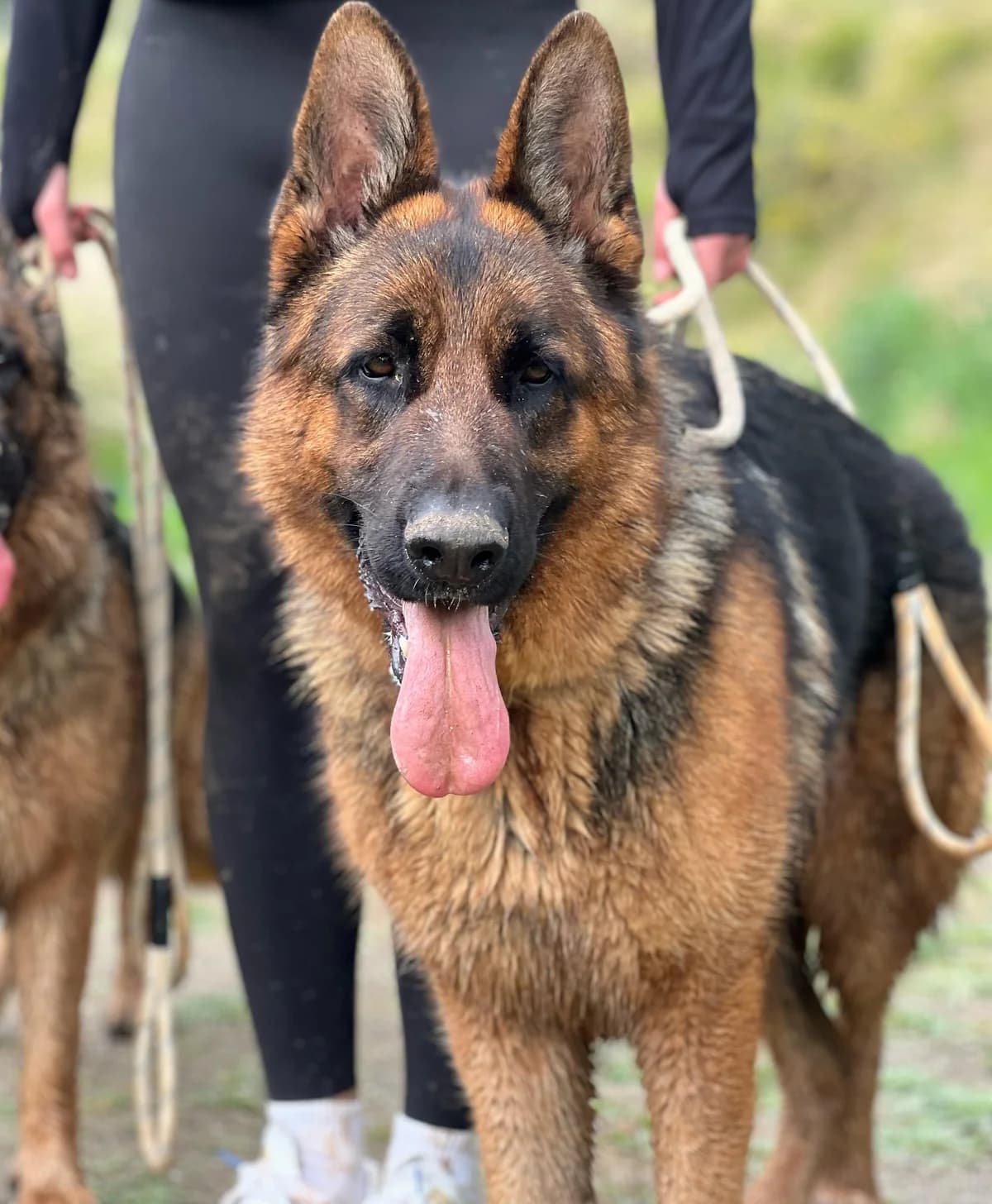 Maxim, Long male 3yo Mixed Breed for adoption at Triple A Marbella, Marbella