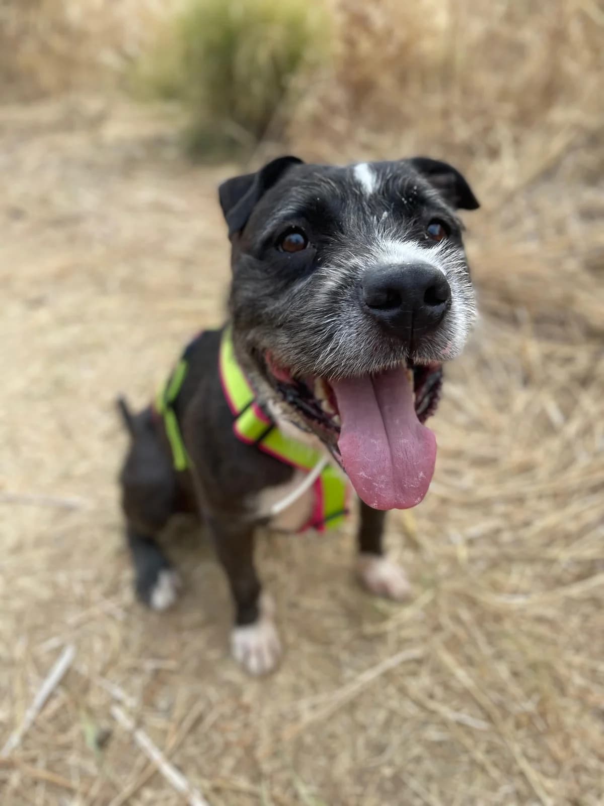 Drago in Holland, Medium male 4yo American Staffordshire Terrier for adoption at Triple A Marbella, Marbella