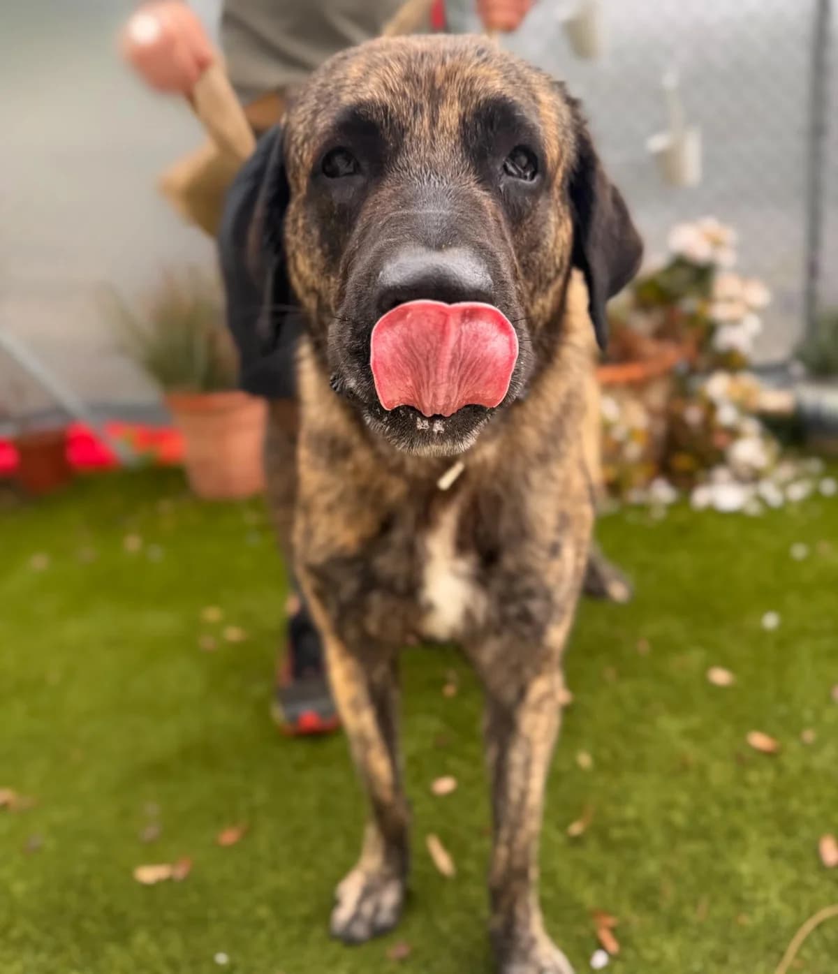 Hermés, Medium male 3yo mixed breed for adoption at Triple A Marbella, Marbella