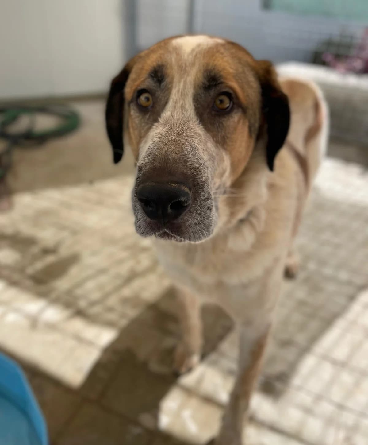Turrón, Medium male 3yo mixed breed for adoption at Triple A Marbella, Marbella