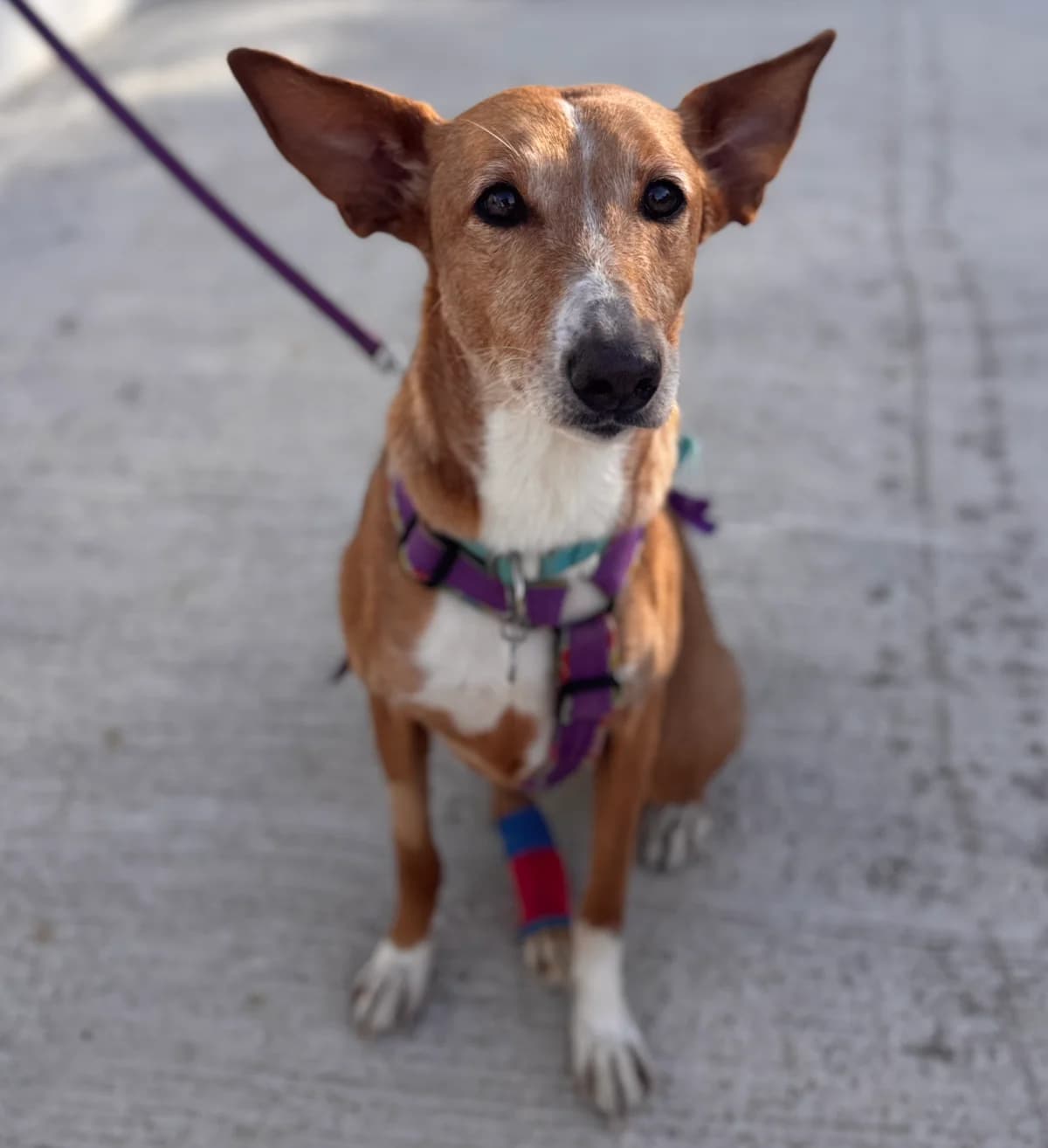 Samira, Short female 4yo Podenco for adoption at Triple A Marbella, Marbella