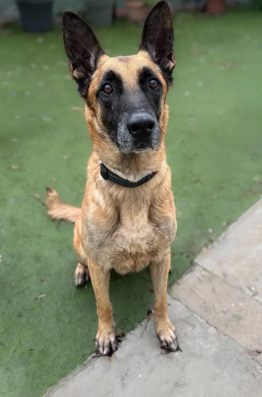 Neroni, Short male 7yo Mixed Breed for adoption at Triple A Marbella, Marbella