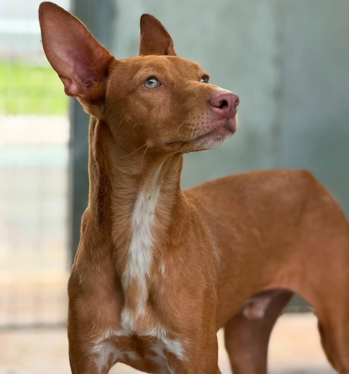 Philippe, Short male young Mixed Breed for adoption at Triple A Marbella, Marbella