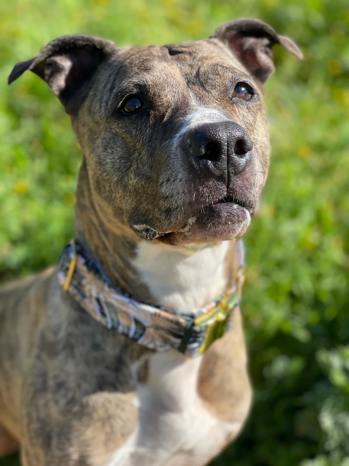 Chloe, Short female senior Mixed Breed for adoption at Triple A Marbella, Marbella