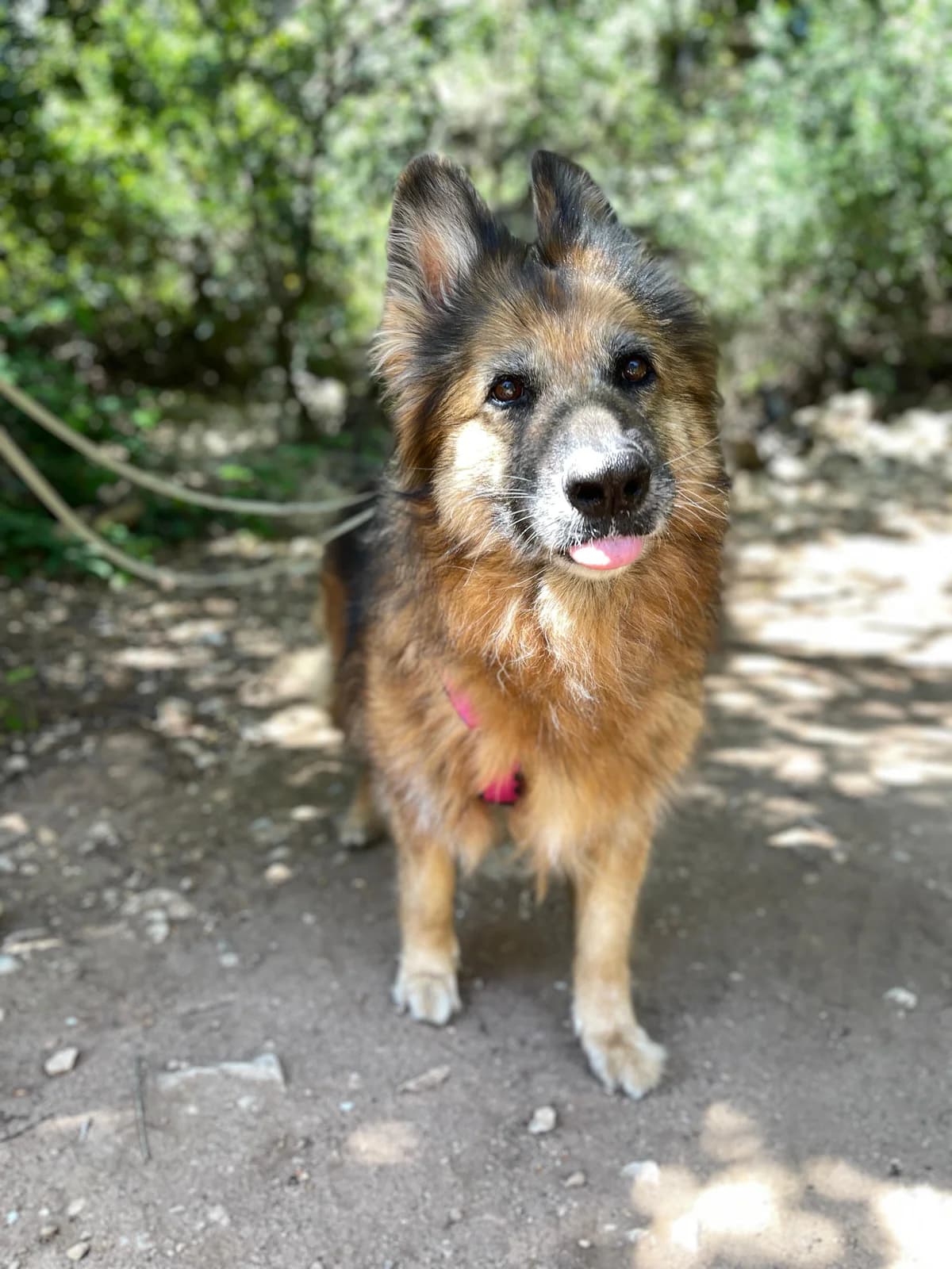 Saba, Long female senior Mixed Breed for adoption at Triple A Marbella, Marbella