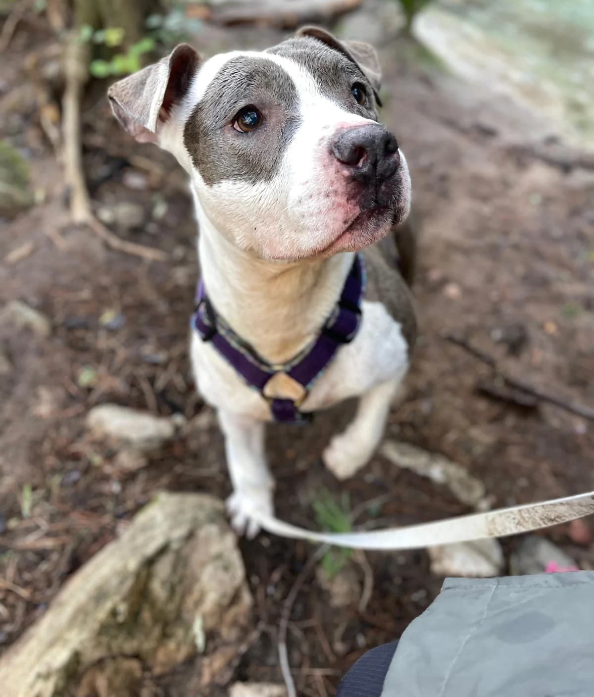 Hiena, Short female senior Staffordshire Bull Terrier for adoption at Triple A Marbella, Marbella