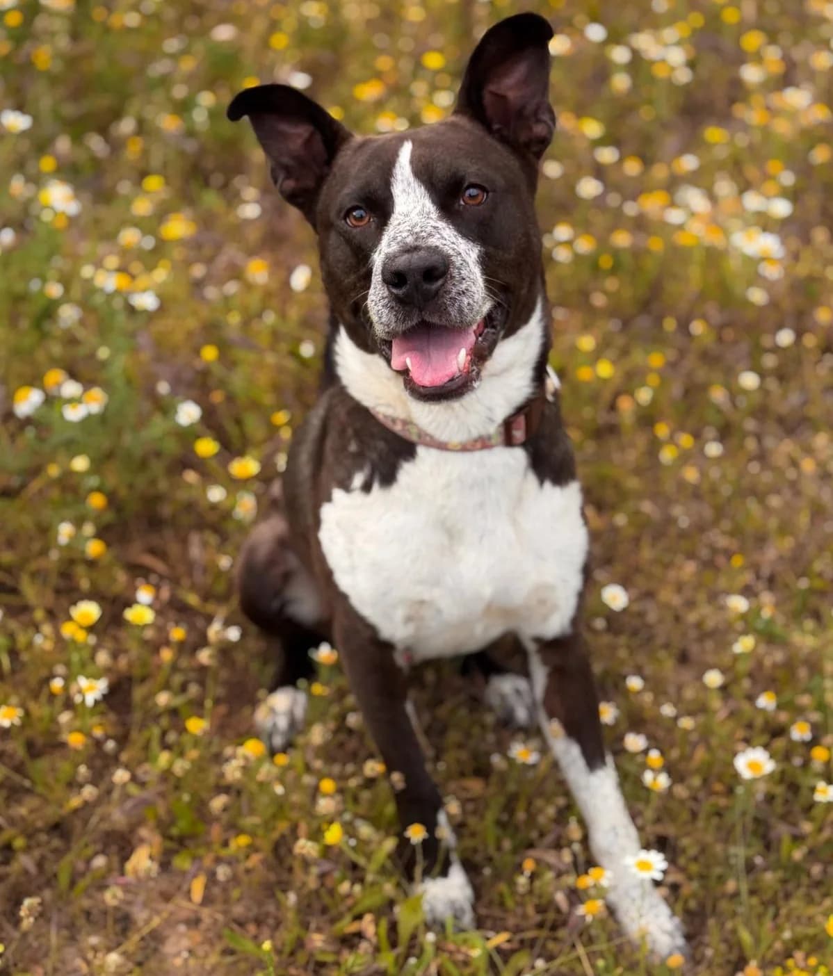 Deli, Medium male young Mixed Breed for adoption at Triple A Marbella, Marbella