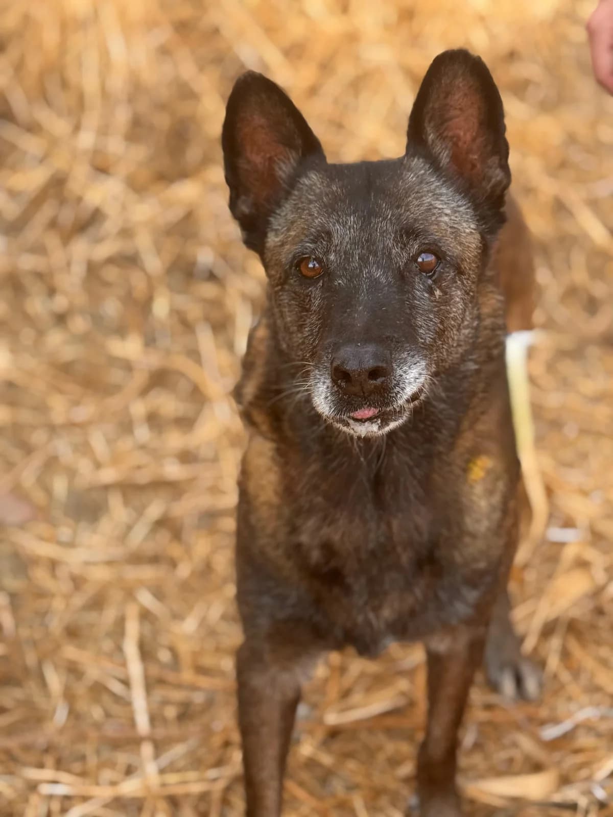 Daisy, Medium female senior Mixed Breed for adoption at Triple A Marbella, Marbella
