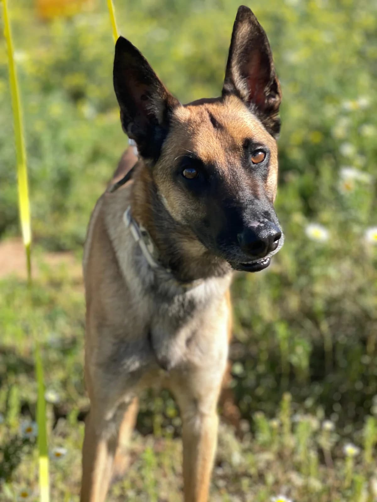 Max Mali, Medium male 3yo Mixed Breed for adoption at Triple A Marbella, Marbella
