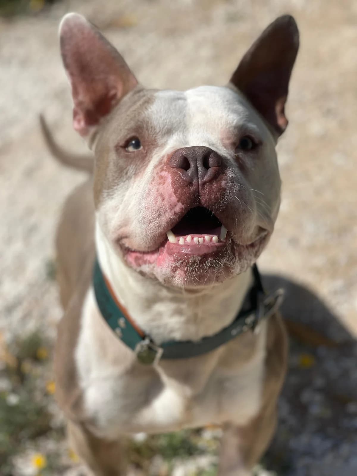 Uno, Short male 4yo Mixed Breed for adoption at Triple A Marbella, Marbella