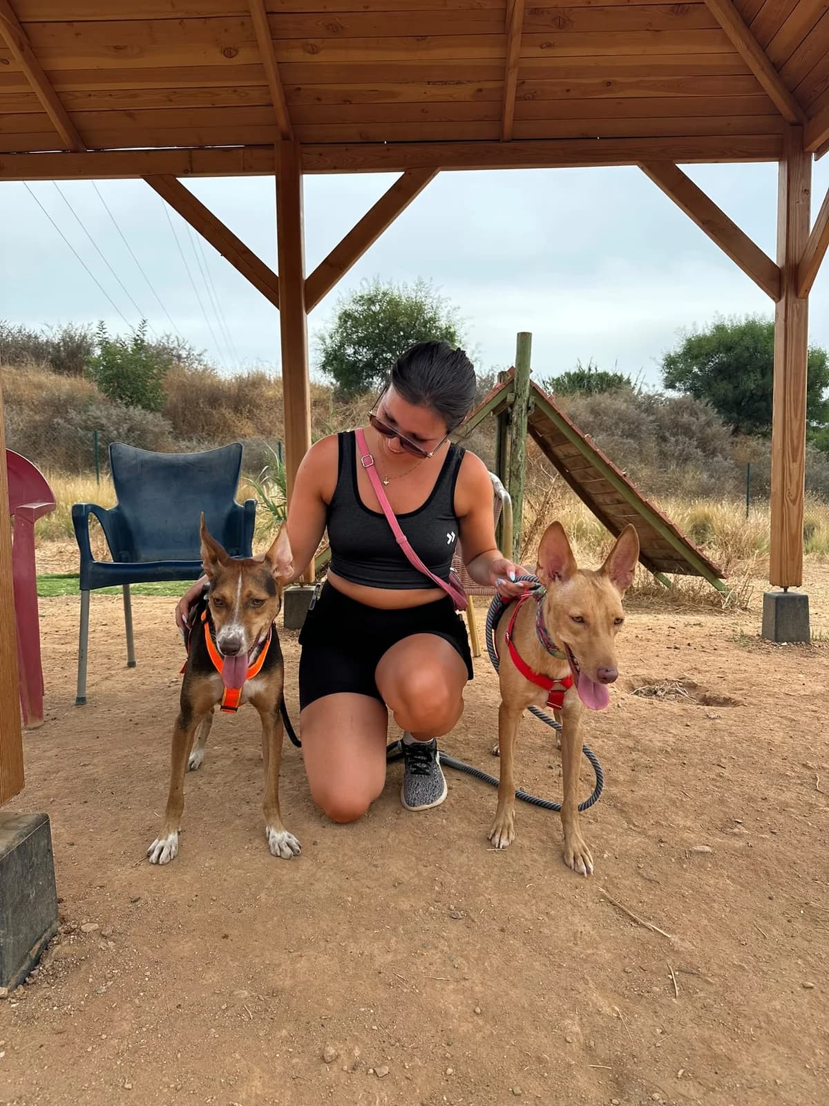 Cody, Short male young Podenco for adoption at Triple A Marbella, Marbella