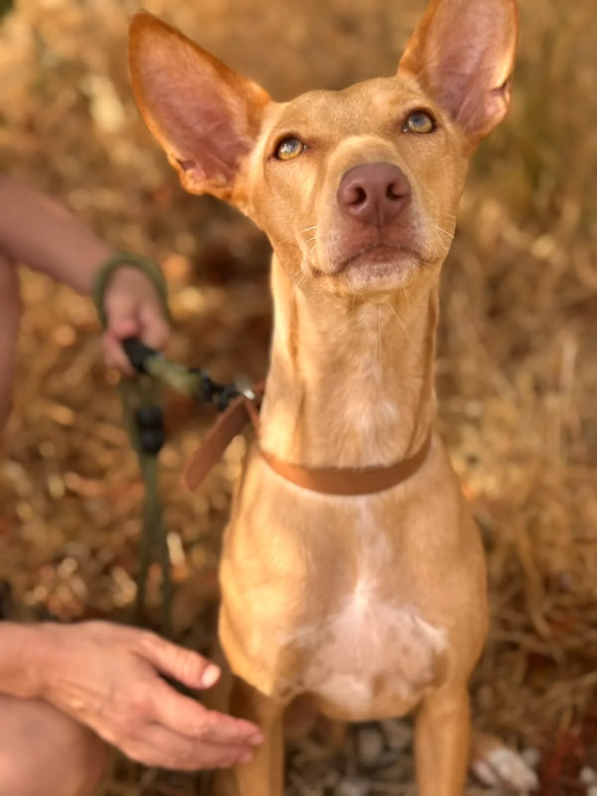 Cody, Short male young Podenco for adoption at Triple A Marbella, Marbella