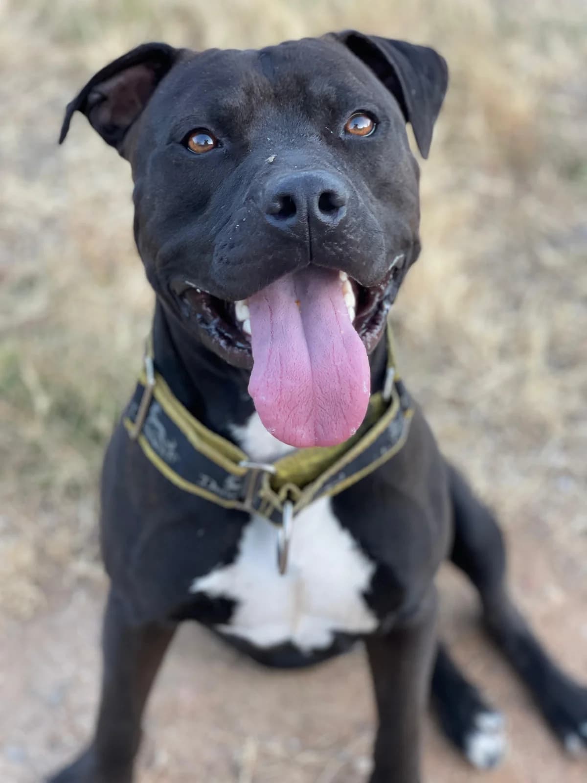Rufus, Short male young Mixed Breed for adoption at Triple A Marbella, Marbella