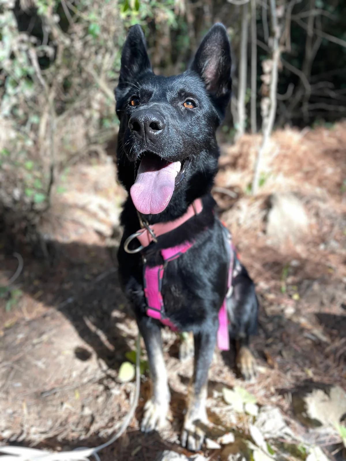 Kira Shephard, Medium female 3yo Mixed Breed for adoption at Triple A Marbella, Marbella