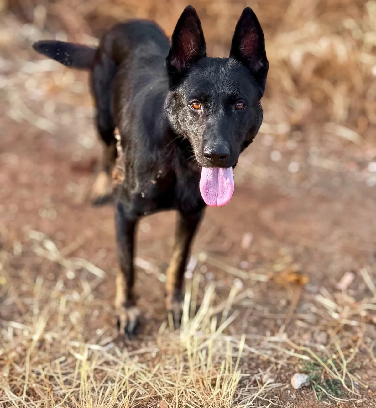 Kira Shephard, Medium female 3yo Mixed Breed for adoption at Triple A Marbella, Marbella