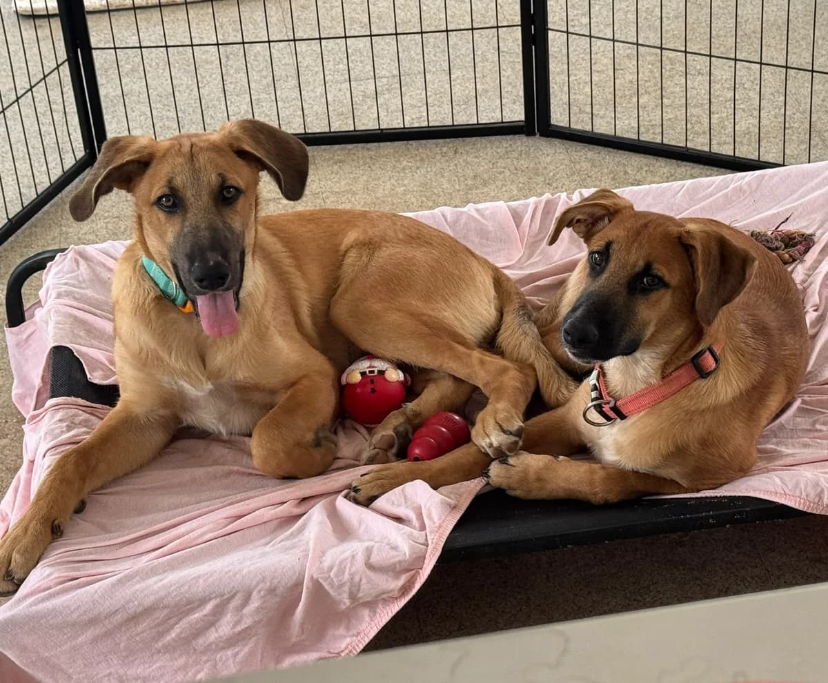 Dexter & Dee Dee, Short male puppy Podenco for adoption at Triple A Marbella, Marbella