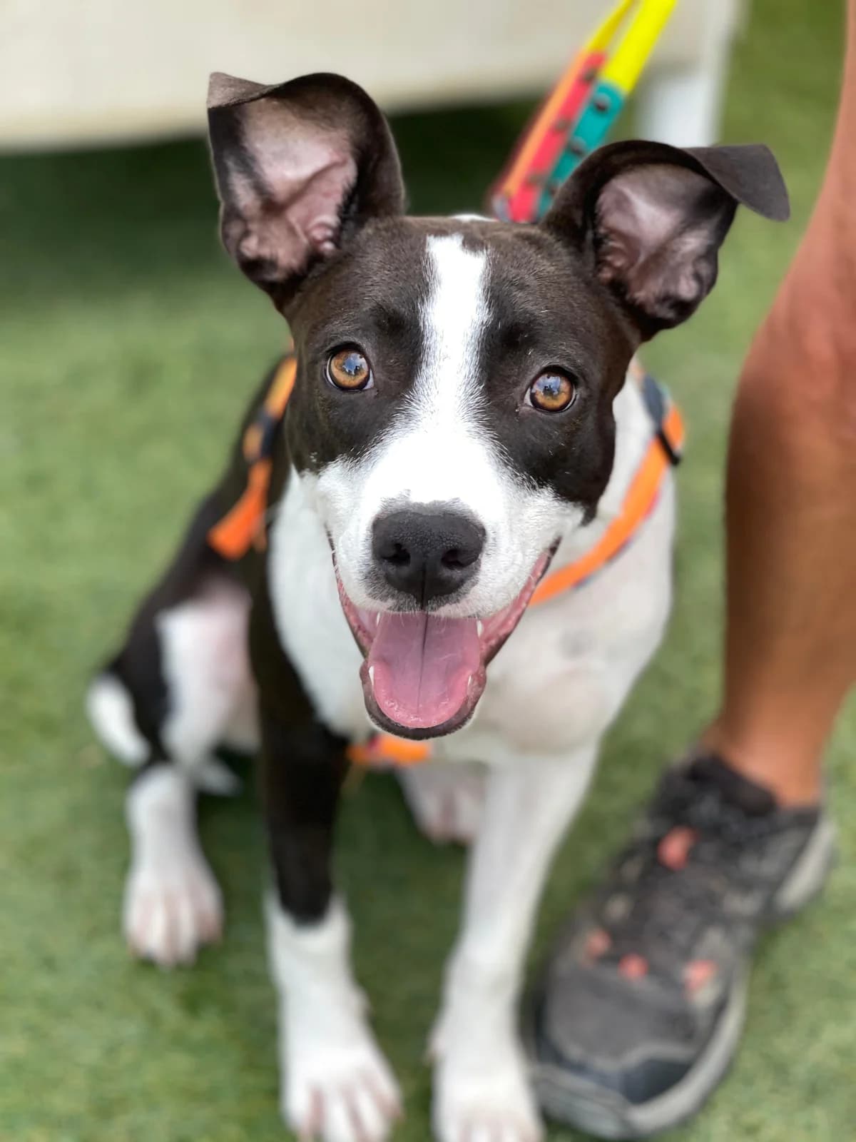 Flora, Short female puppy mixed breed for adoption at Triple A Marbella, Marbella