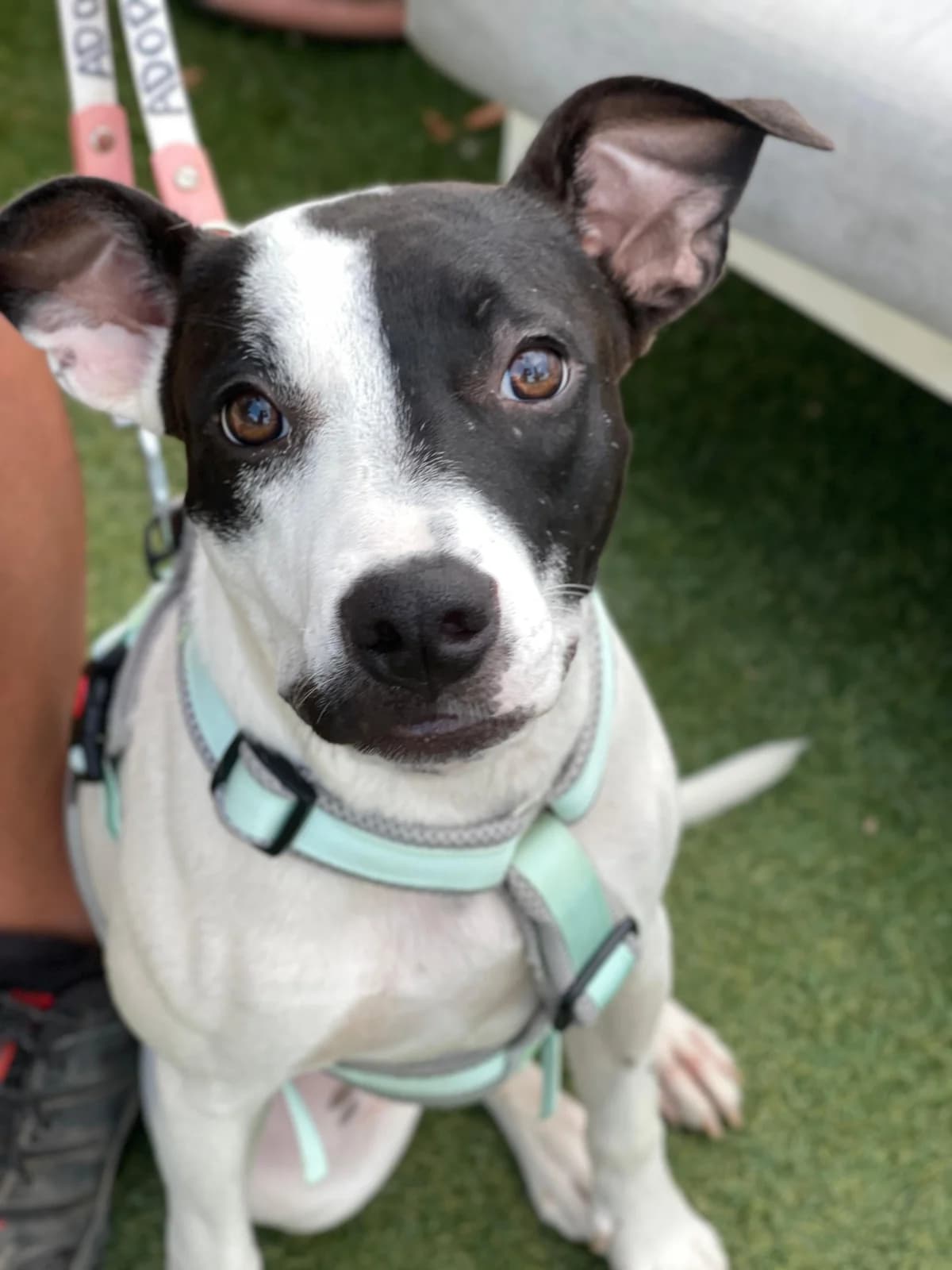 Fauna, Short female puppy mixed breed for adoption at Triple A Marbella, Marbella