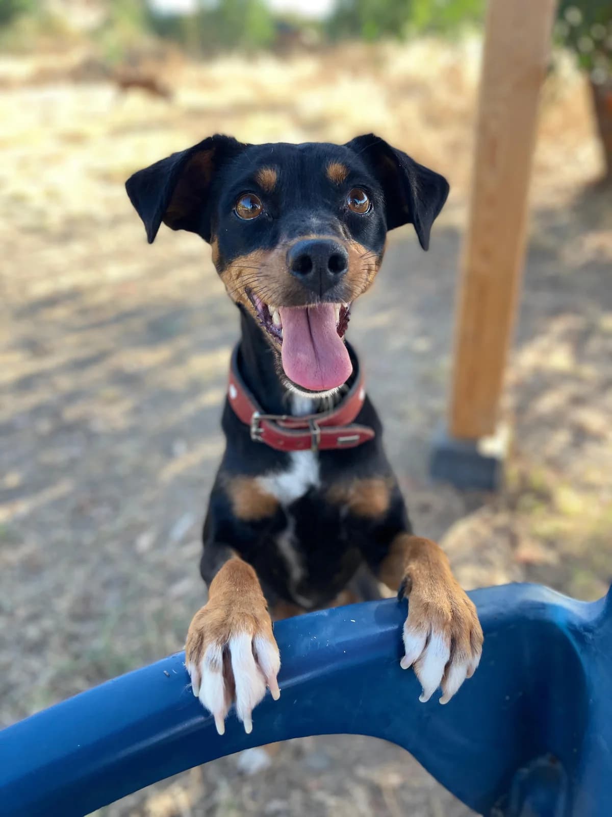 Oliviere, Short female young Mixed Breed for adoption at Triple A Marbella, Marbella