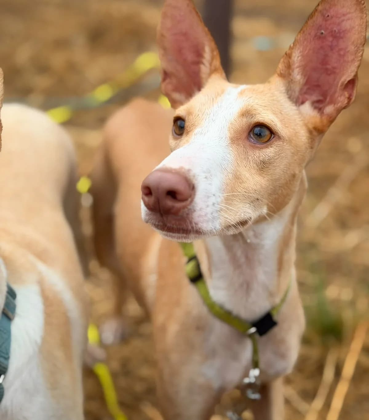 Percy, Short male puppy Mixed Breed for adoption at Triple A Marbella, Marbella