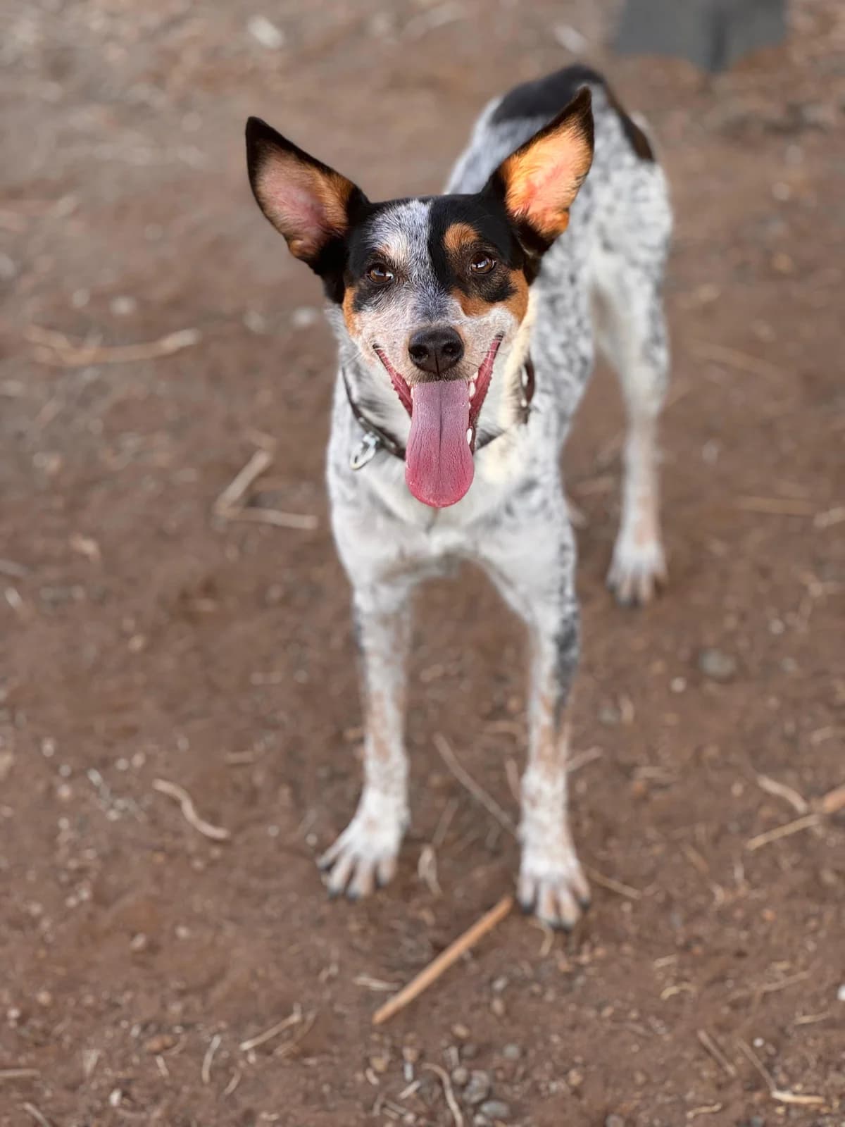 Viktoria, Short female young Podenco for adoption at Triple A Marbella, Marbella