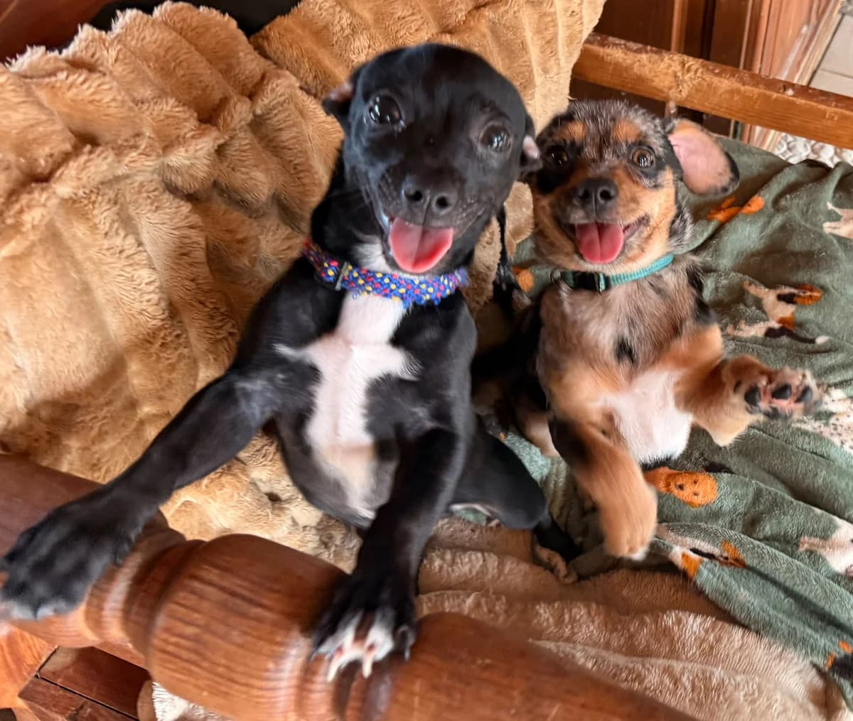 Pip, Short male puppy Mixed Breed for adoption at Triple A Marbella, Marbella