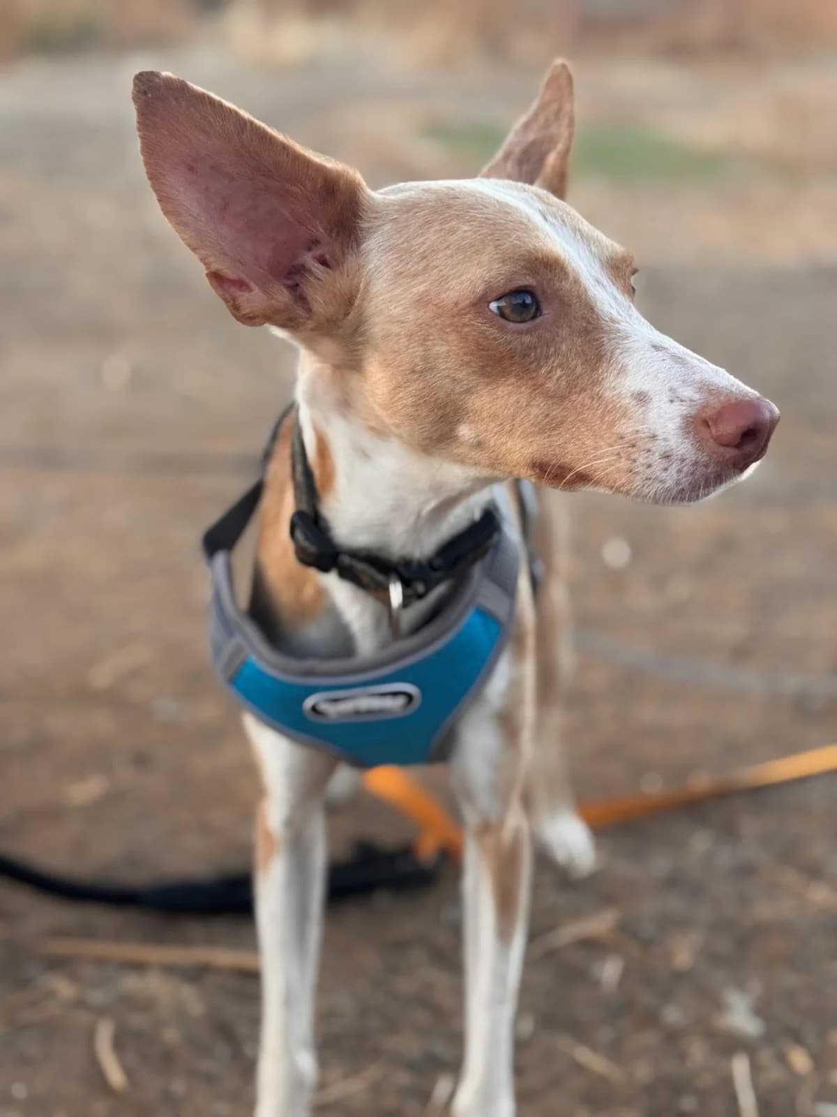 Eros, Short male young Mixed Breed for adoption at Triple A Marbella, Marbella