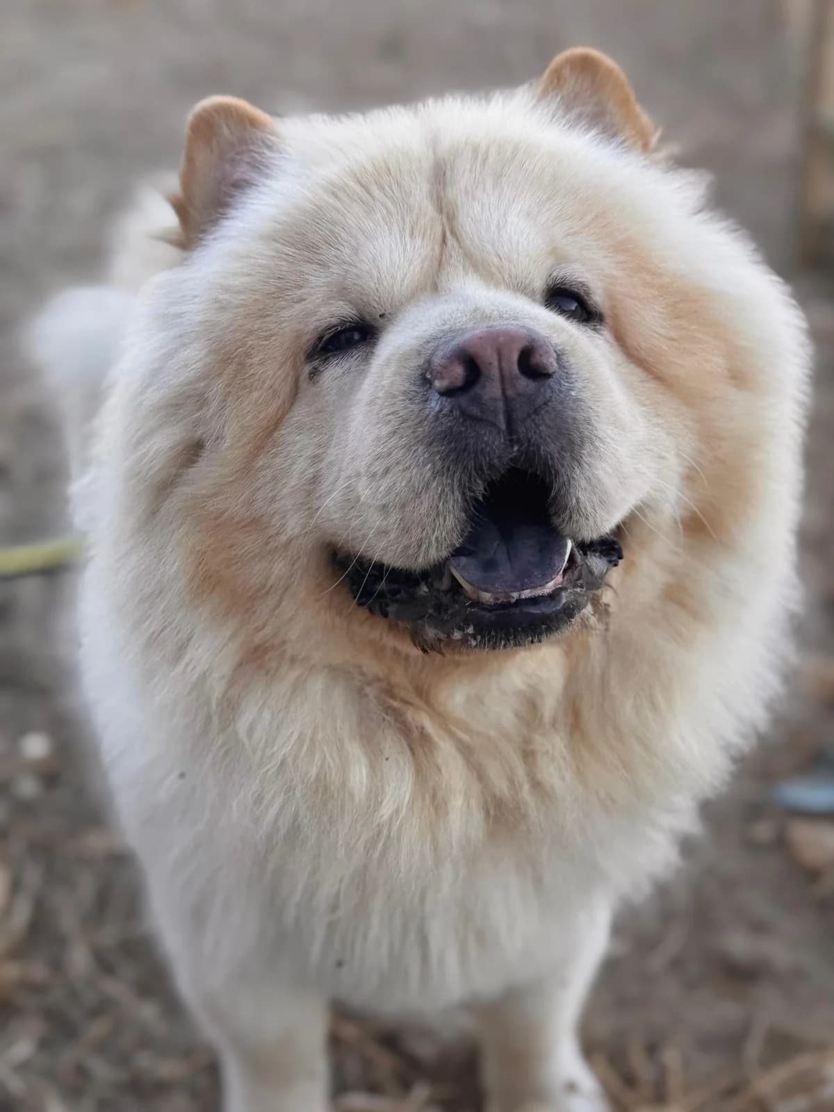 Maximilian, Long male 4yo Mixed Breed for adoption at Triple A Marbella, Marbella