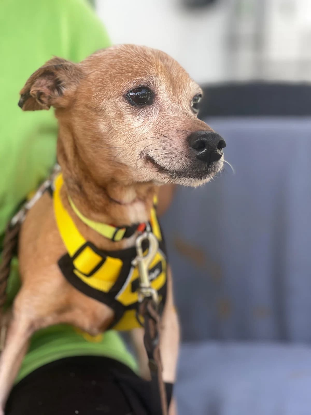 Laika - Senior Alert, Short female senior Chihuahua for adoption at Triple A Marbella, Marbella