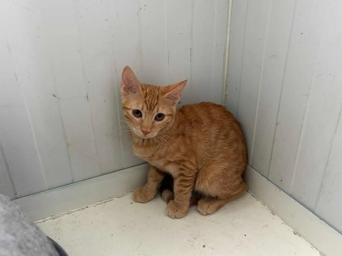 Luke y Leia, Short male puppy Mixed Breed for adoption at Triple A Marbella, Marbella