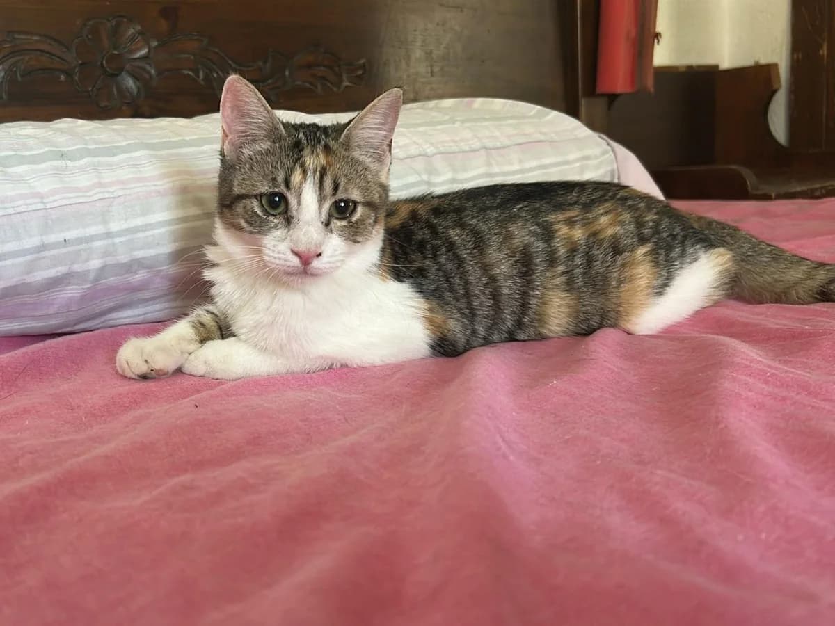 Milagros, Short female puppy Mixed Breed for adoption at Triple A Marbella, Marbella