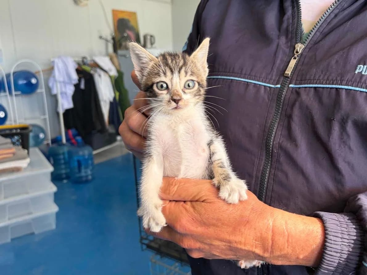 Vainilla, Fresa, Short female puppy Mixed Breed for adoption at Triple A Marbella, Marbella
