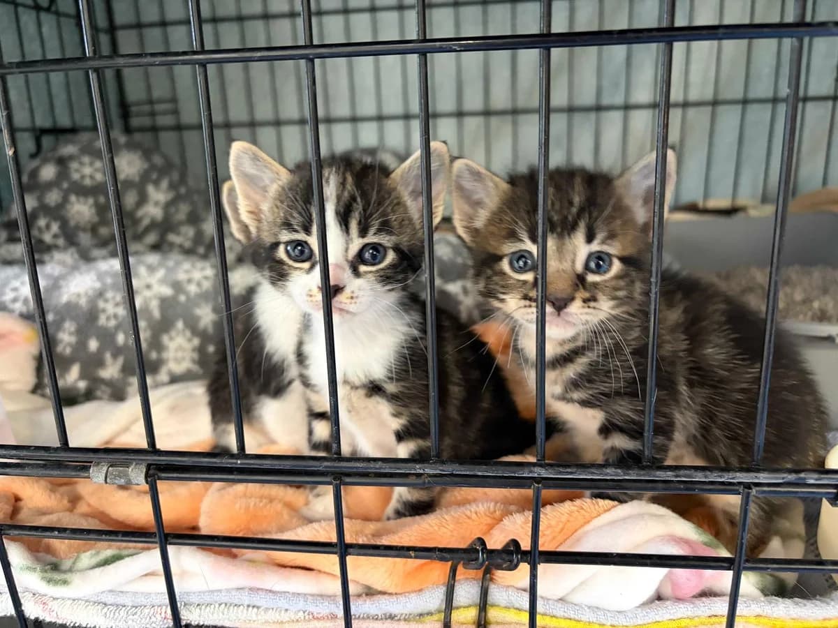 kittens4, Short male puppy Mixed Breed for adoption at Triple A Marbella, Marbella