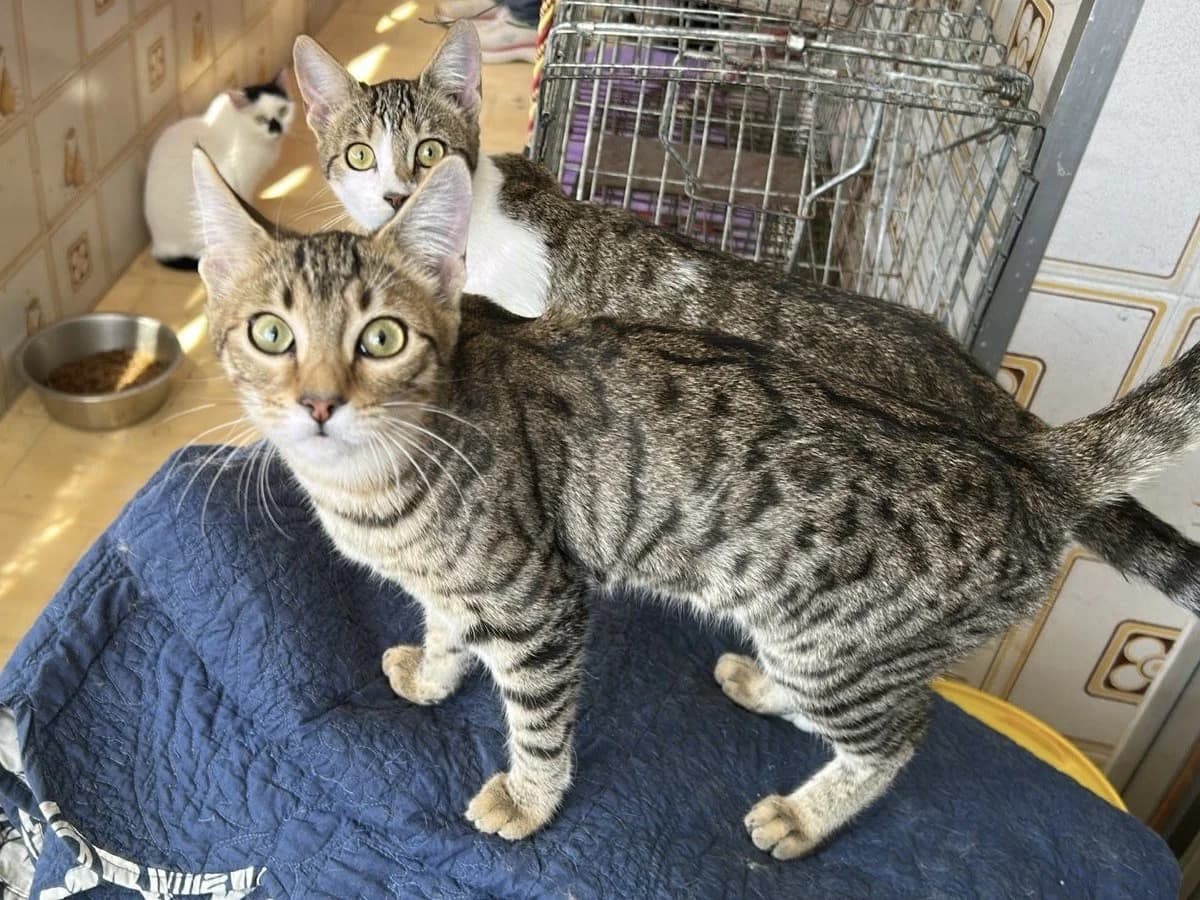 Agata Estrella, Short female puppy Mixed Breed for adoption at Triple A Marbella, Marbella