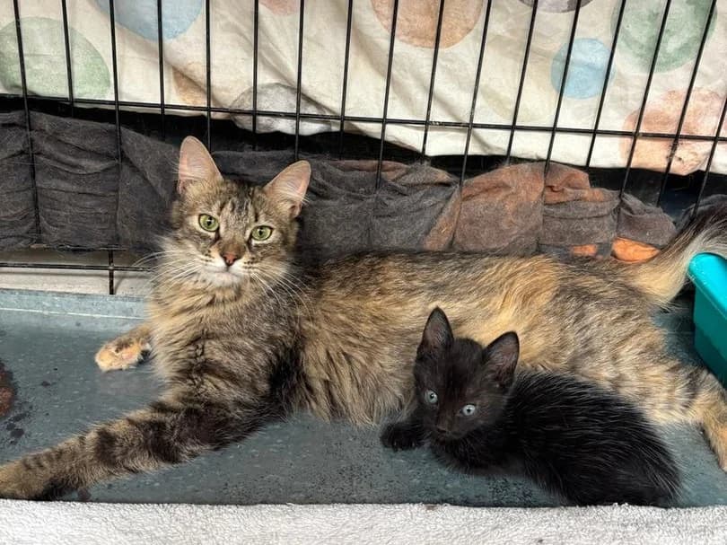 Leire y Lilo, female puppy Mixed Breed for adoption at Triple A Marbella, Marbella