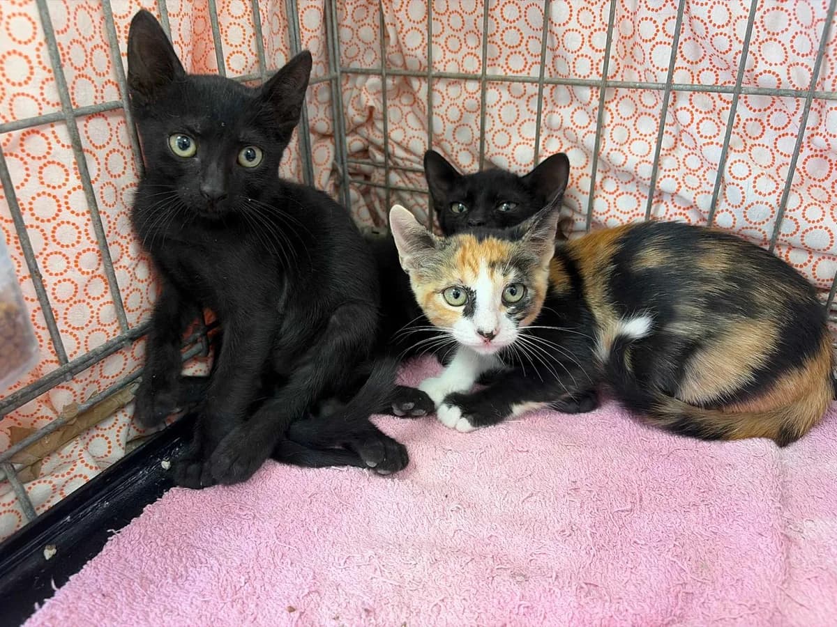 Tintin, Pimpon y Tinanhj¡, Short male puppy Mixed Breed for adoption at Triple A Marbella, Marbella