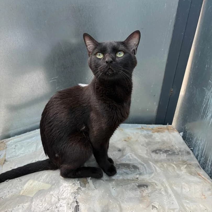 Zion, Short male young Mixed Breed for adoption at Triple A Marbella, Marbella
