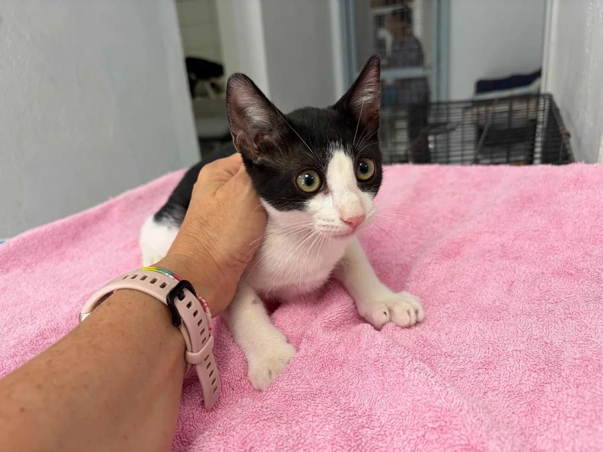 Tiago yJorge, Short male puppy Mixed Breed for adoption at Triple A Marbella, Marbella