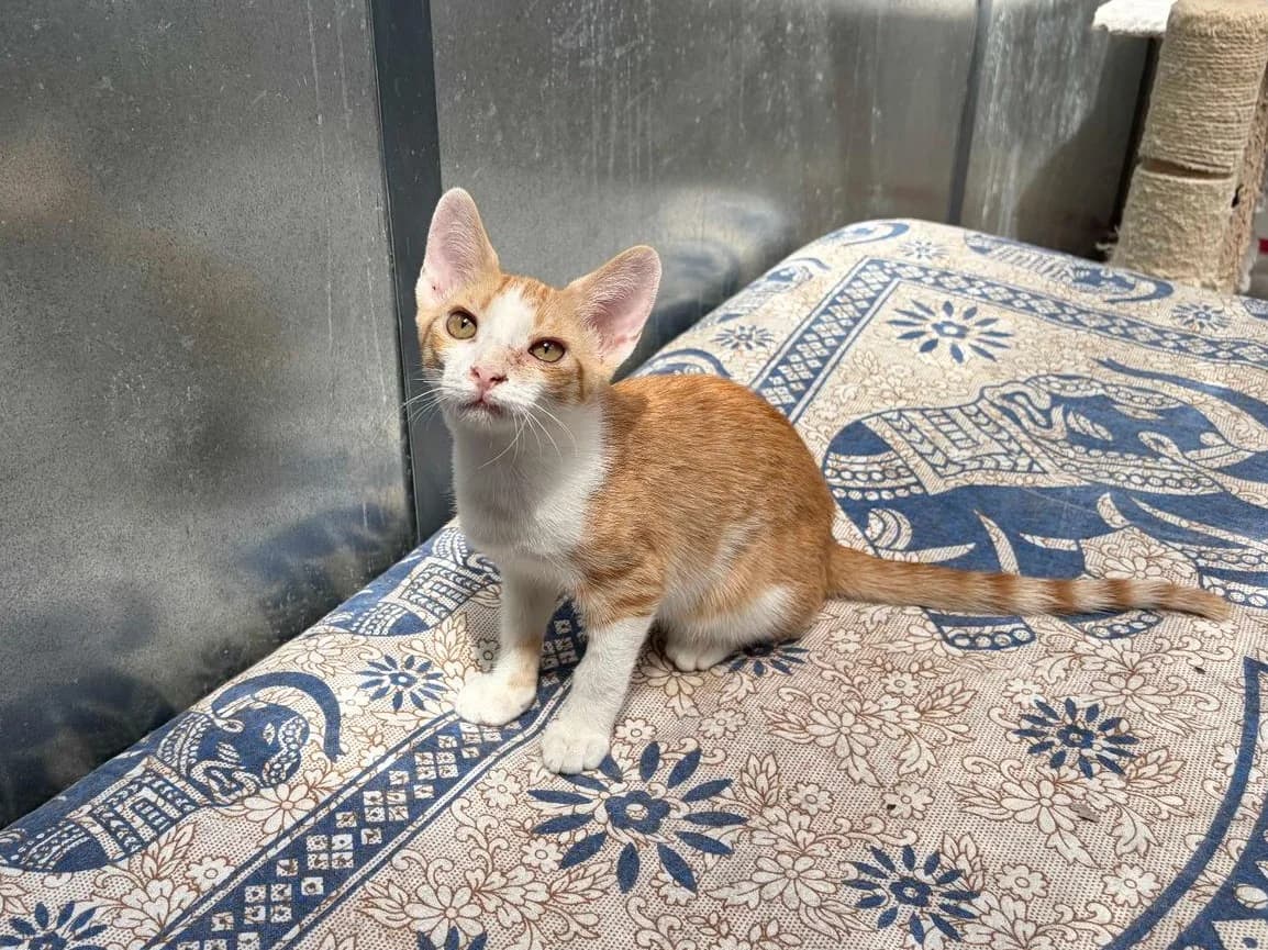 Curry, Short female puppy Mixed Breed for adoption at Triple A Marbella, Marbella