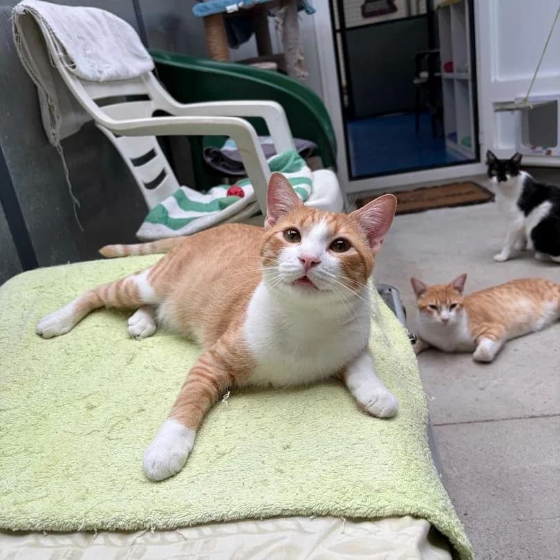 Flash y Garfield, Short male young Mixed Breed for adoption at Triple A Marbella, Marbella