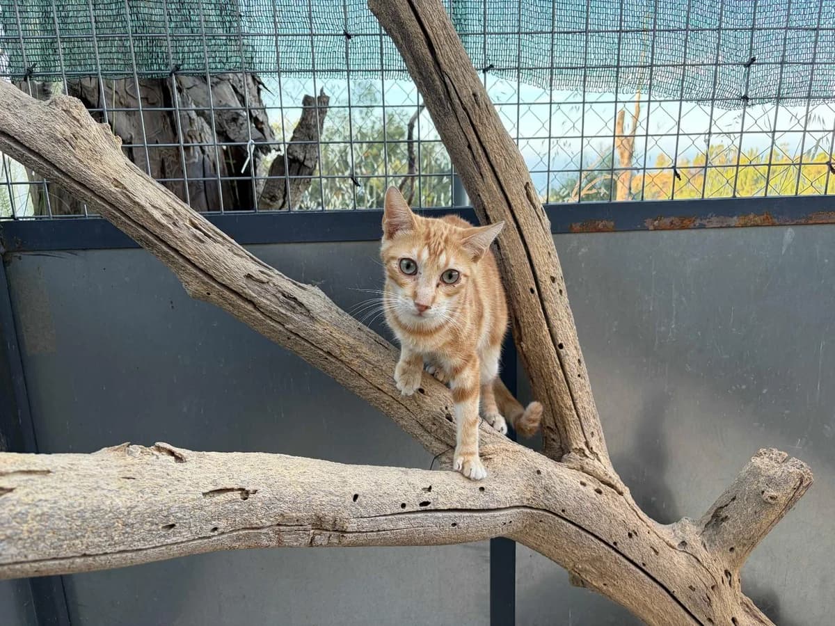 Samir, Short male young Mixed Breed for adoption at Triple A Marbella, Marbella