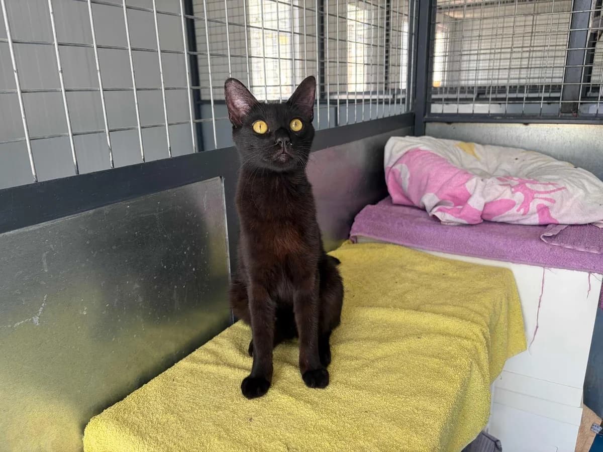 Angelo, Short male young Domestic Shorthair for adoption at Triple A Marbella, Marbella