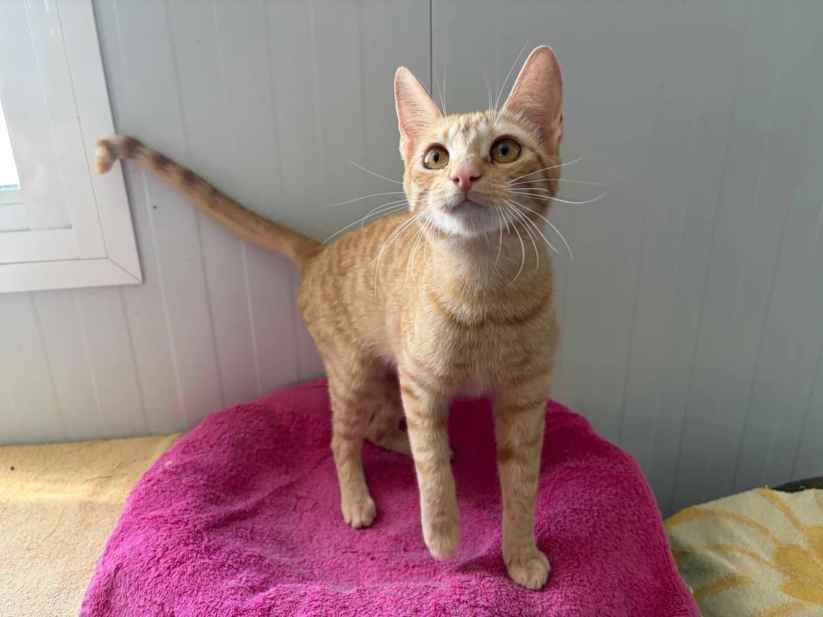 Lauren, Short female young Mixed Breed for adoption at Triple A Marbella, Marbella
