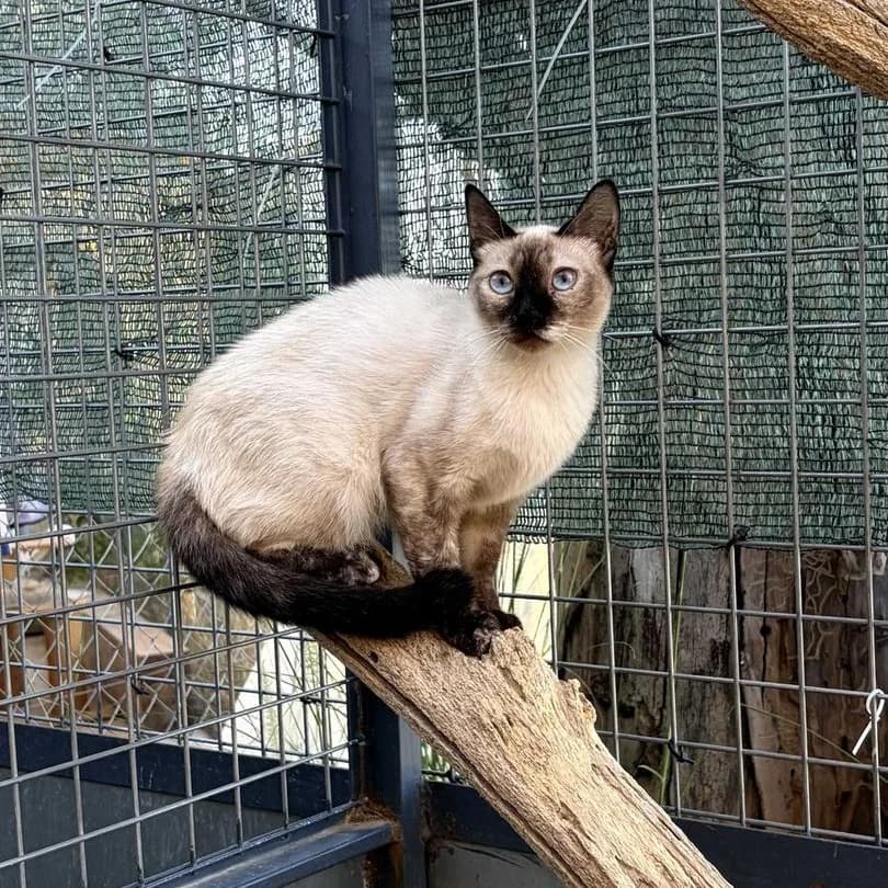 Soraya y Dalton, Short female young Mixed Breed for adoption at Triple A Marbella, Marbella