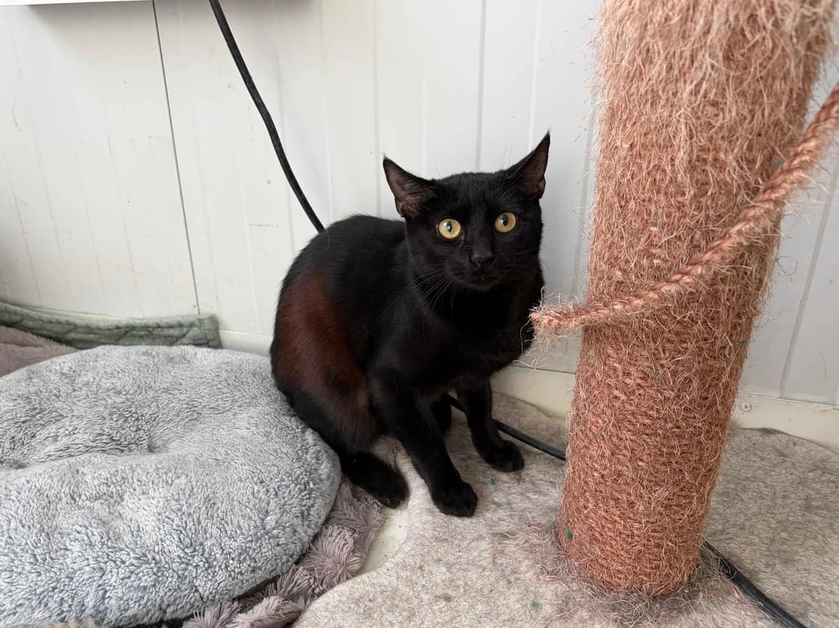 Pelusa, Short female young Mixed Breed for adoption at Triple A Marbella, Marbella