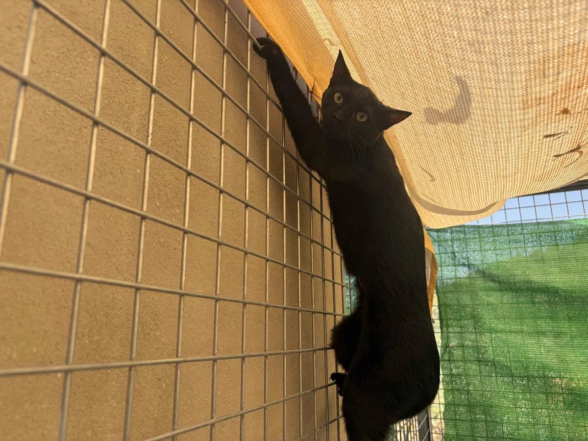 Aloha, Short female puppy Mixed Breed for adoption at Triple A Marbella, Marbella
