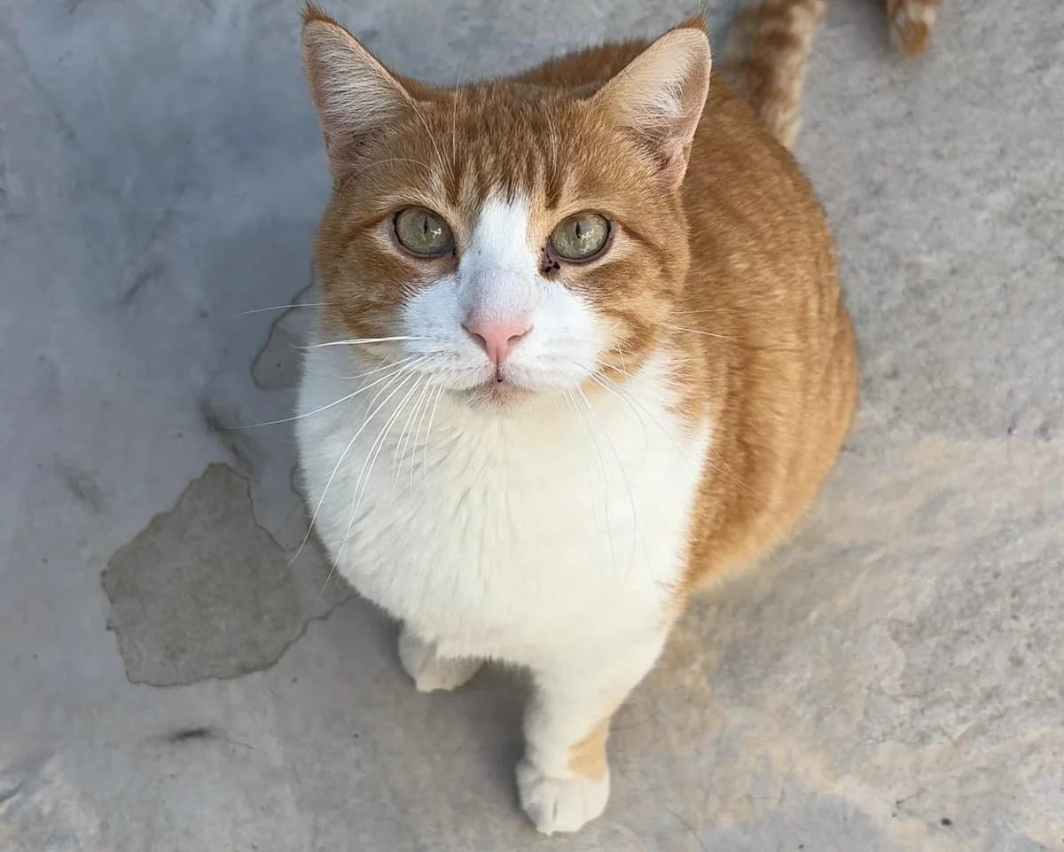 Murphy, Short male 3yo Domestic Shorthair for adoption at Triple A Marbella, Marbella