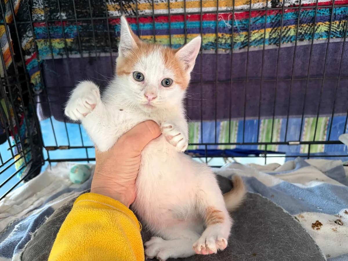 Peter, Short male puppy Mixed Breed for adoption at Triple A Marbella, Marbella